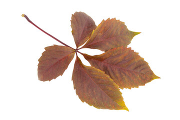 Red autumn leaf isolated on the white