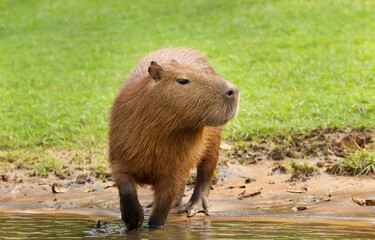 Close up of a Capybara on a river bank