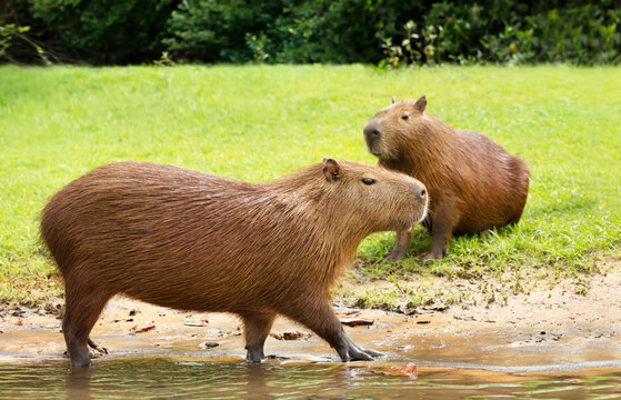 Close up of a Capybara walking in water on a river bank