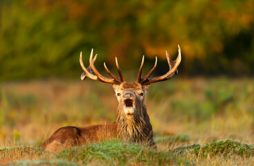 Naklejka na ściany i meble Close-up of a red deer stag calling during rutting season in autumn