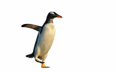 Gentoo penguin on a clear white background