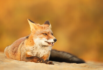 Close up of a red fox lying on sand against colorful background