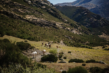 Fototapeta na wymiar Cows in the mountains