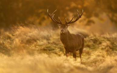 Naklejka na ściany i meble Red Deer stag at sunrise