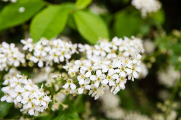 Bird cherry tree blooms in spring, white flowers close-up.