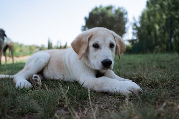 golden retriever puppy