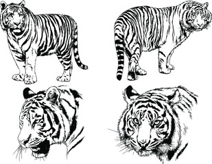 vector drawings sketches different predator , tigers lions cheetahs and leopards are drawn in ink by hand , objects with no background