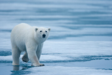 Plakat Polar Bear, Svalbard, Norway