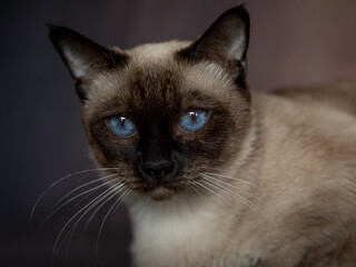 portrait of a Siamese cat with blue eyes