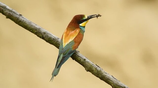Bee eater bird - ( Merops apiaster )	