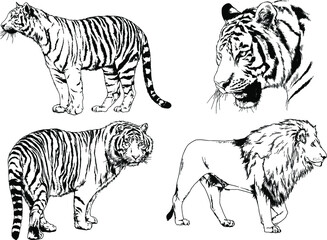 vector drawings sketches different predator , tigers lions cheetahs and leopards are drawn in ink by hand , objects with no background