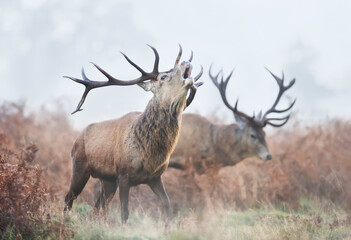 Red deer stag calling during rutting season on a misty autumn morning