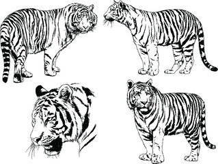 vector drawings sketches different predator , tigers lions cheetahs and leopards are drawn in ink by hand , objects with no background