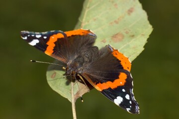 Butterfly red admiral Vanessa atalanta