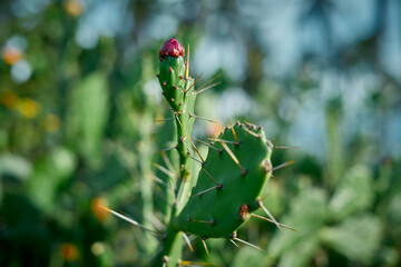 Prickly pear cactus close up with fruit in red color in Nature Background 