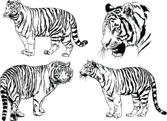 vector drawings sketches different predator , tigers lions cheetahs and leopards are drawn in ink by hand , objects with no background