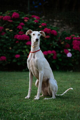 White dog with beautiful flowers