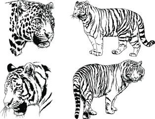 vector drawings sketches different predator , tigers lions cheetahs and leopards are drawn in ink by hand , objects with no background