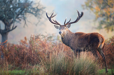 Red deer stag standing in the field on a misty autumn morning