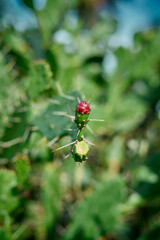 Prickly pear cactus close up with fruit in red color in Nature Background 