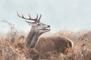 Close-up of a young red deer stag on a misty autumn morning