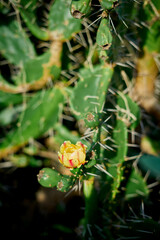 Close-up Fruit Prickly pear cactus in blossom