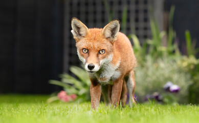 Close up of a red fox standing on green grass in a garden