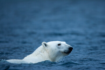 Naklejka premium Polar Bear, Svalbard, Norway
