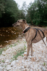 dog running in the river