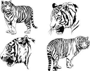 vector drawings sketches different predator , tigers lions cheetahs and leopards are drawn in ink by hand , objects with no background