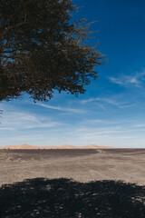 Fototapeta premium lonely tree in the desert with the dunes of merzouga in the background