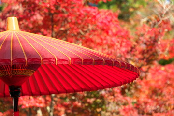 Kyoto,Japan-November 15,2020: A Japanese red umbrella with beautiful red autumn leaves
