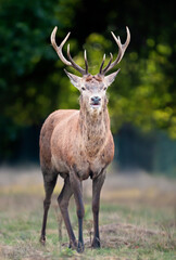 Close-up of a young red deer stag standing in the field