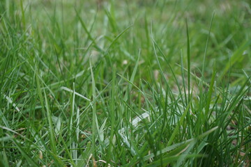 green grass background