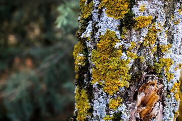 lichen on tree bark