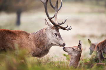 Close up of a Red deer stag with a hind during rutting season