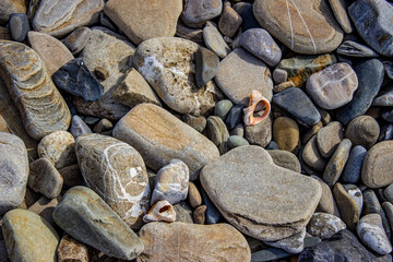 The sea shore after a storm. Seaweed and wooden fragments were thrown on the rocky beach. Broken and whole shells. Rapana. Textured rocky sea background.