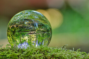 Black Forrest in a Lensball