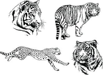 vector drawings sketches different predator , tigers lions cheetahs and leopards are drawn in ink by hand , objects with no background