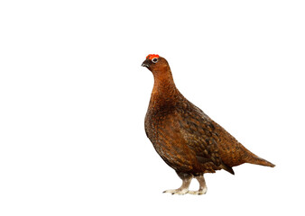 Close up of Male Red Grouse on a white background