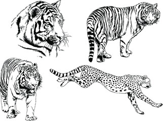 vector drawings sketches different predator , tigers lions cheetahs and leopards are drawn in ink by hand , objects with no background