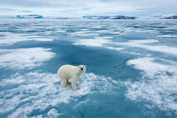 Polar Bear, Svalbard, Norway - obrazy, fototapety, plakaty