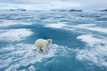 Foto op Aluminium Polar Bear, Svalbard, Norway © Paul