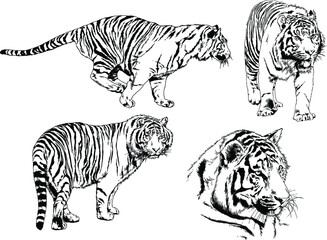 vector drawings sketches different predator , tigers lions cheetahs and leopards are drawn in ink by hand , objects with no background