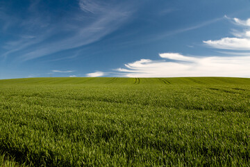 Pola zbóż, błękitne niebo, zielone pola. - obrazy, fototapety, plakaty