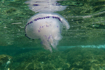 Rhizostome, Marigold or Dustbin-lid jellyfish (Rhizostoma pulmo) in Mediterranean Sea © André LABETAA