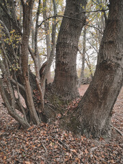old oak tree