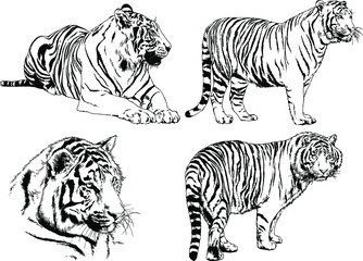 vector drawings sketches different predator , tigers lions cheetahs and leopards are drawn in ink by hand , objects with no background