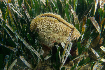 Fan mussel (Pinna nobilis) in Posidonia in the Mediterranean Sea