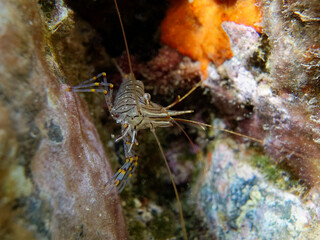 Common prawn or Glass prawn (Palaemon serratus) in Mediterranean Sea